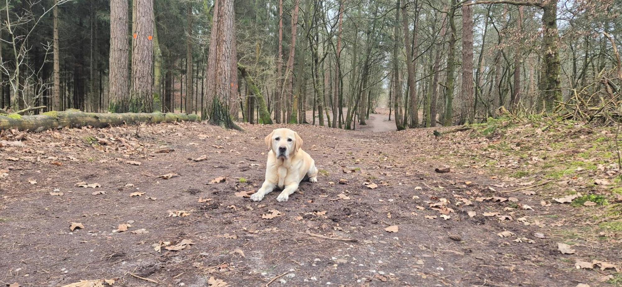 Het Veluwse Boshuisje Knus Chalet Met Omheinde Tuin Op De Veluwe Хундерло Экстерьер фото