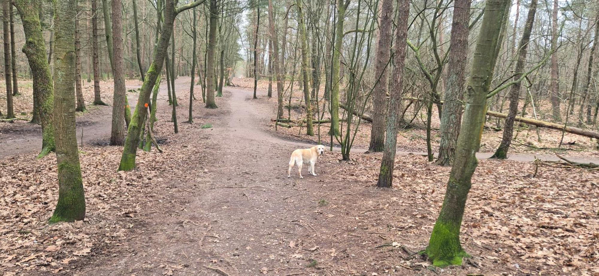 Het Veluwse Boshuisje Knus Chalet Met Omheinde Tuin Op De Veluwe Хундерло Экстерьер фото